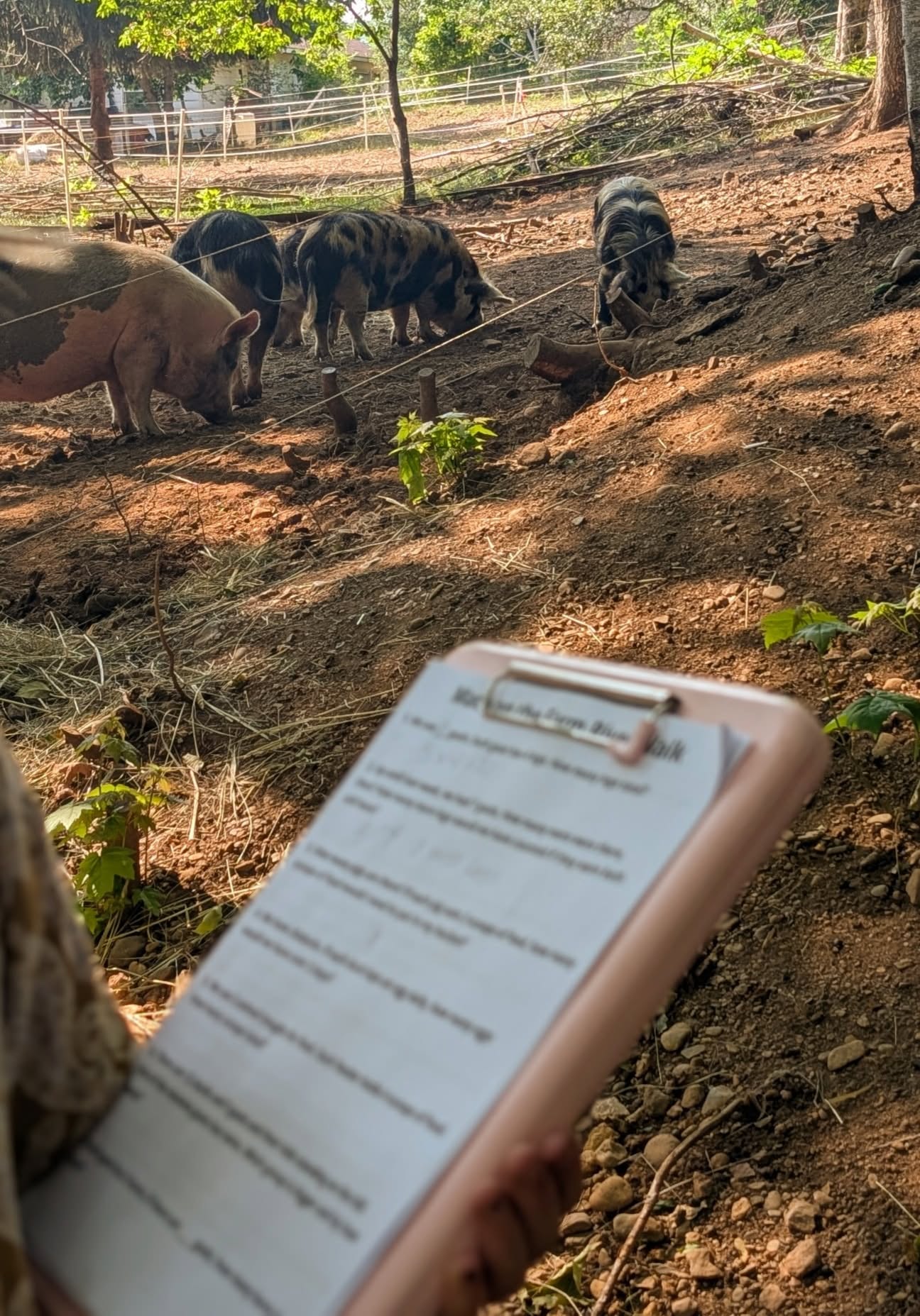 Child doing work beside pig pen