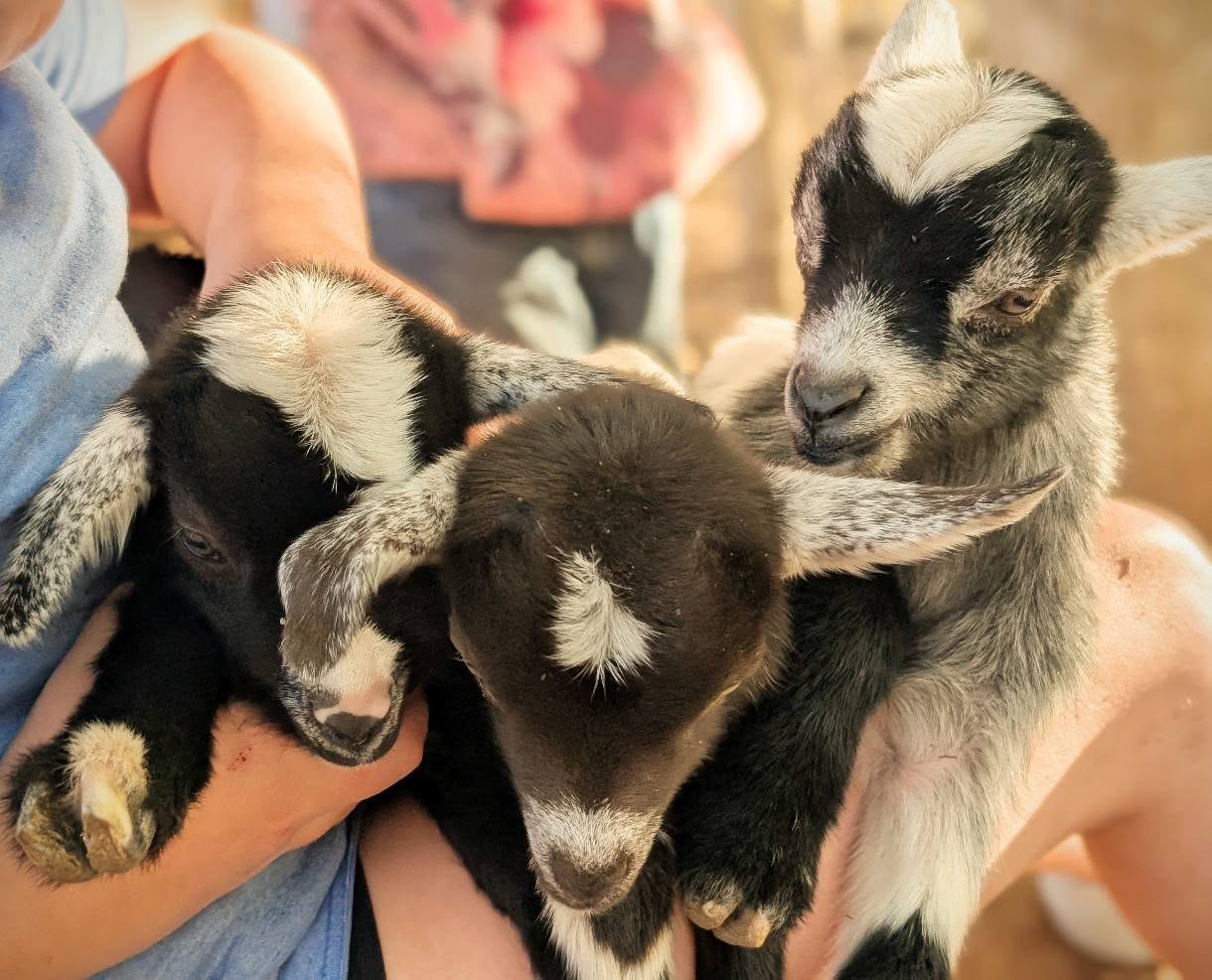 Baby goats