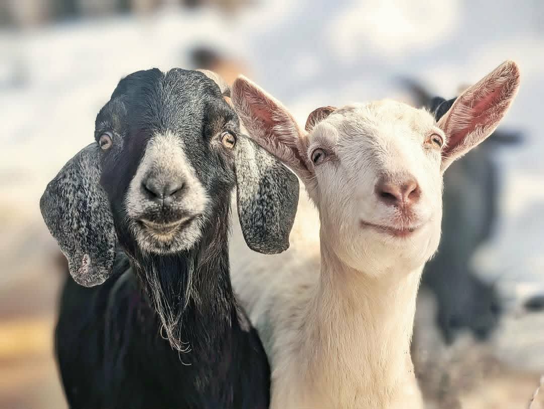 Two goats