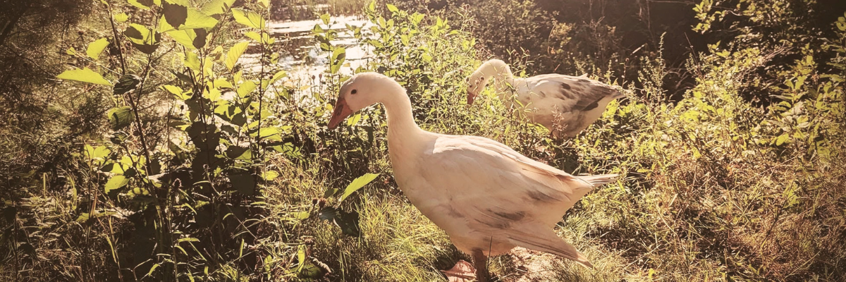 Geese at Raven House